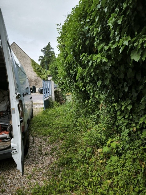 Entretien de la végétation le long d'une allée