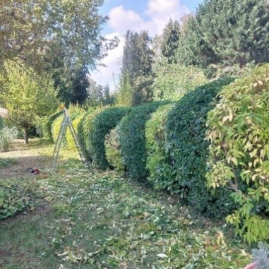 Haies entretenues dans un jardin
